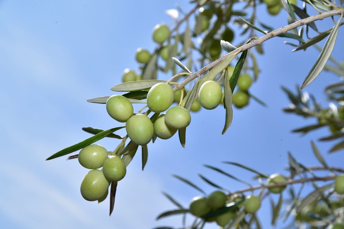 Cabecera Recogida Oliva 2017 - Noticias Ecológicos Aranda