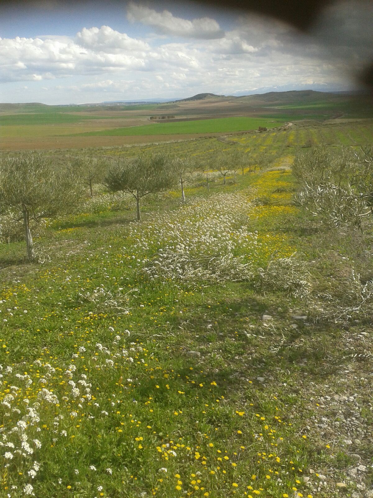 Cabecera Flores en el Olivar - Noticias Ecológicos Aranda
