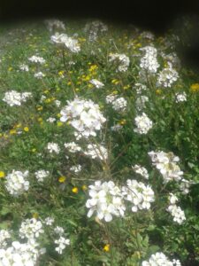 Flores en el Olivar 4 - Noticias Ecológicos Aranda