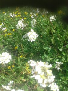 Flores en el Olivar 2 - Noticias Ecológicos Aranda