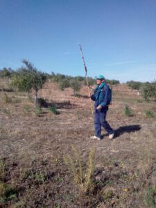 Foto 1 Preparación del olivar para la recogida - Noticias Ecológicos Aranda