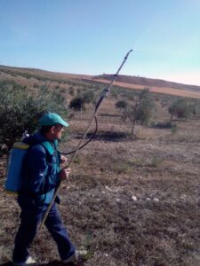 Foto 2 Preparación del olivar para la recogida - Noticias Ecológicos Aranda