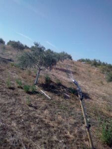 Foto 3 Preparación del olivar para la recogida - Noticias Ecológicos Aranda