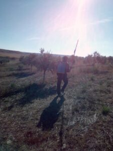 Foto 4 Preparación del olivar para la recogida - Noticias Ecológicos Aranda