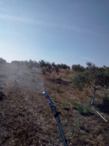 Foto 5 Preparación del olivar para la recogida - Noticias Ecológicos Aranda