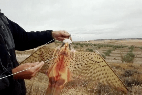 Cabecera Cometas y Estorninos - Noticias Ecológicos Aranda