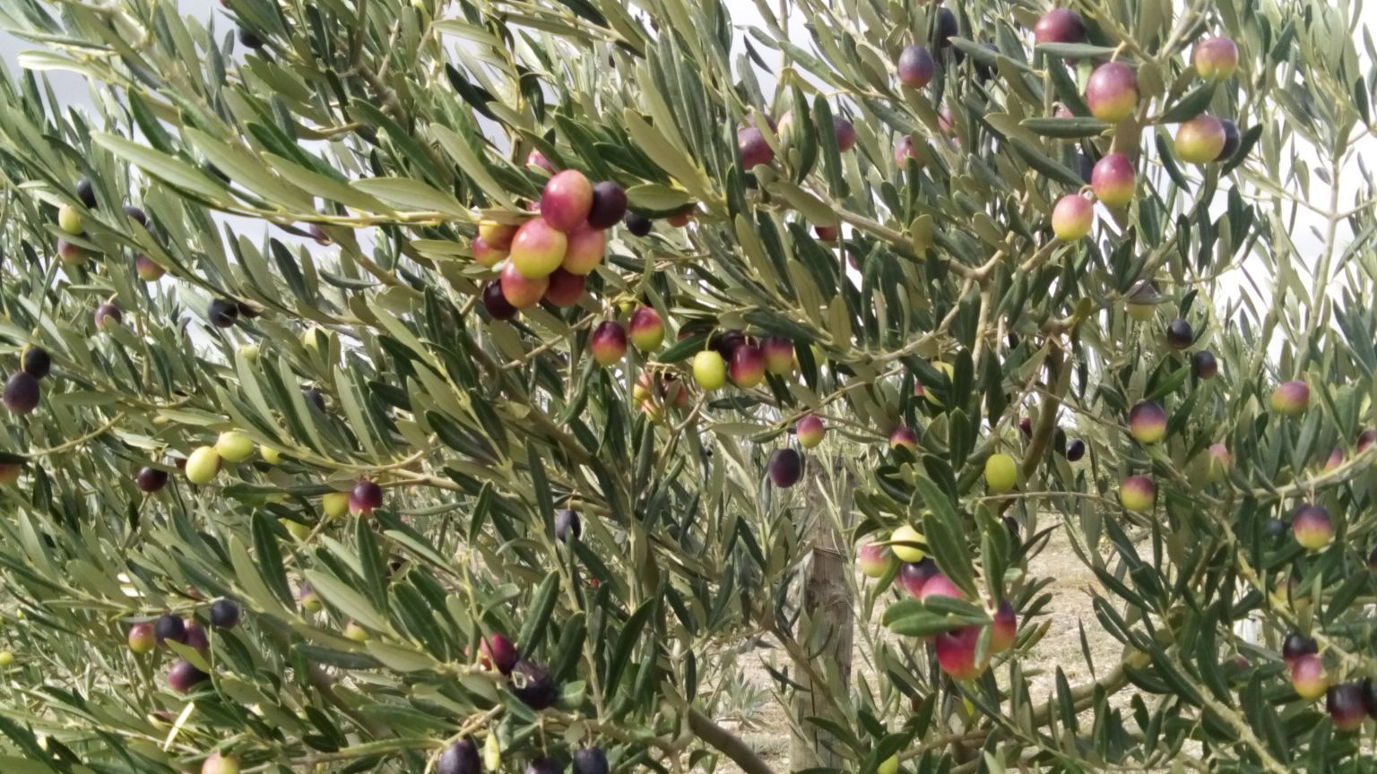 Cabecera Recogida Oliva 2018 - Noticias Ecológicos Aranda