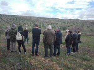 Foto 2 Mañana por el olivar ecológico - Noticias Ecológicos Aranda