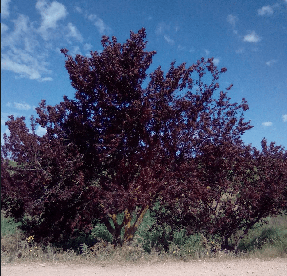 Cabecera Olivar en verano - Noticias Ecológicos Aranda