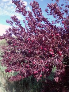 Foto 5 Olivar en verano - Noticias Ecológicos Aranda