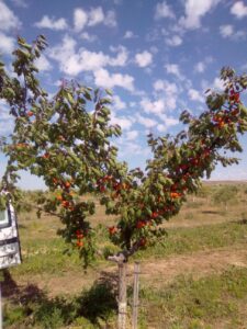 Foto 6 Olivar en verano - Noticias Ecológicos Aranda