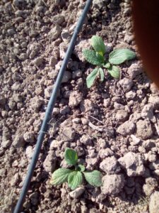 Foto 7 Olivar en verano - Noticias Ecológicos Aranda