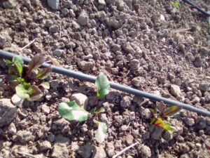Foto 8 Olivar en verano - Noticias Ecológicos Aranda