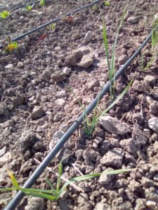Foto 9 Olivar en verano - Noticias Ecológicos Aranda