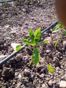 Foto 10 Olivar en verano - Noticias Ecológicos Aranda