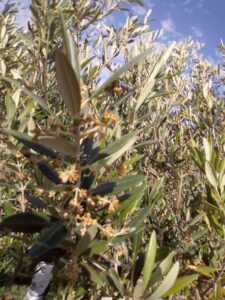 Foto 4 Olivar en verano - Noticias Ecológicos Aranda