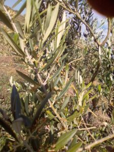 Foto 3 Olivar en verano - Noticias Ecológicos Aranda