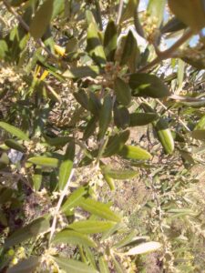 Foto 2 Olivar en verano - Noticias Ecológicos Aranda