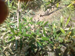 Foto Olivar en verano - Noticias Ecológicos Aranda