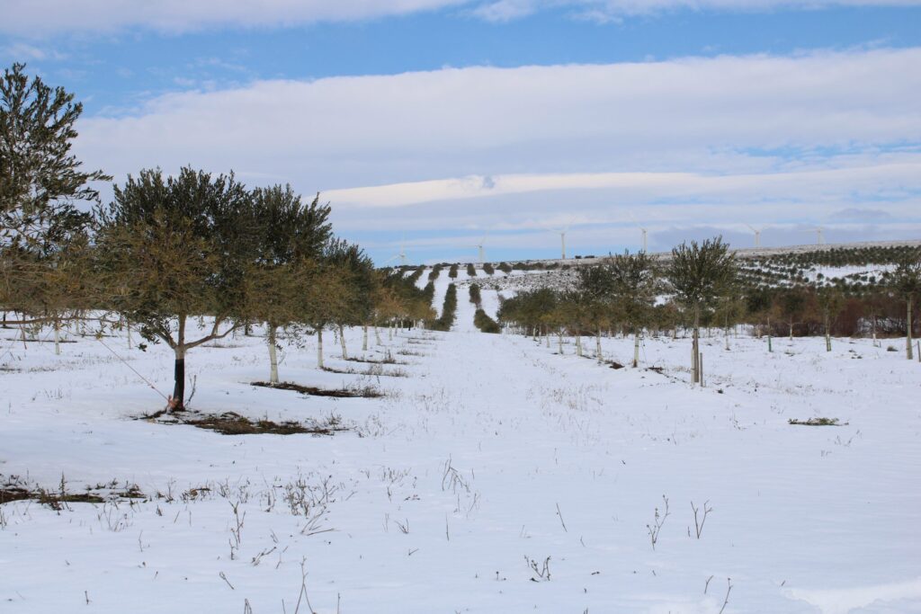 Foto 3 Cuando la tierra se viste de blanco - Noticias Ecológicos Aranda