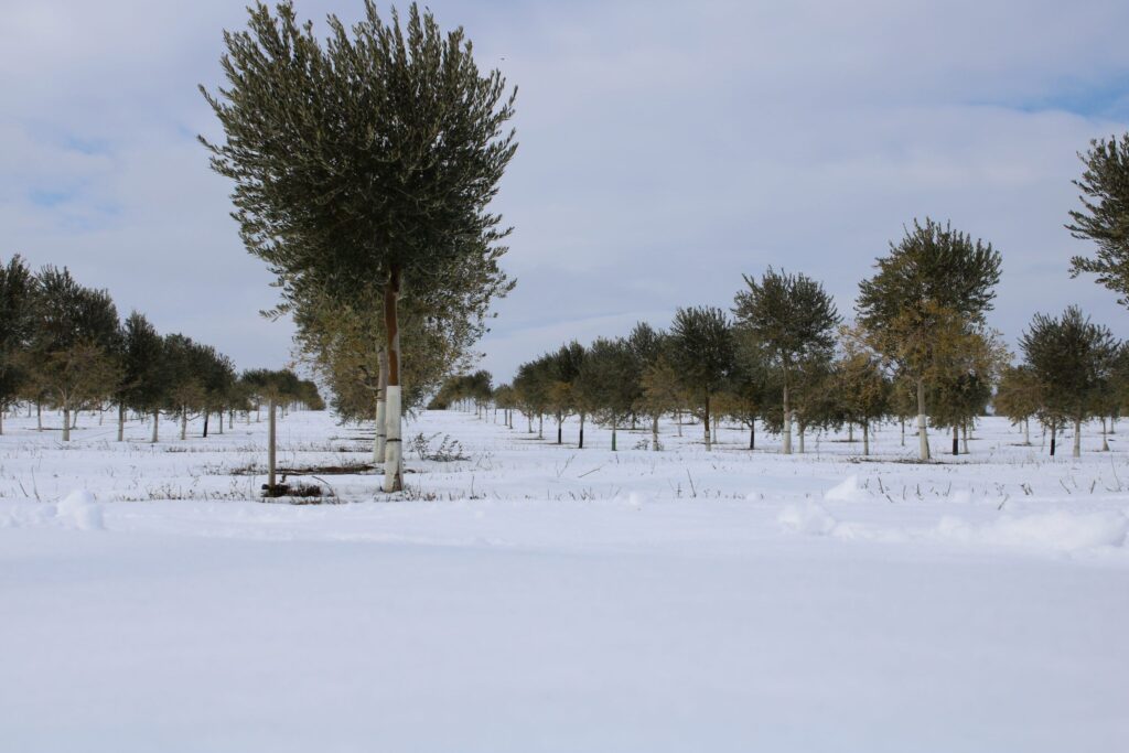 Foto 2 Cuando la tierra se viste de blanco - Noticias Ecológicos Aranda