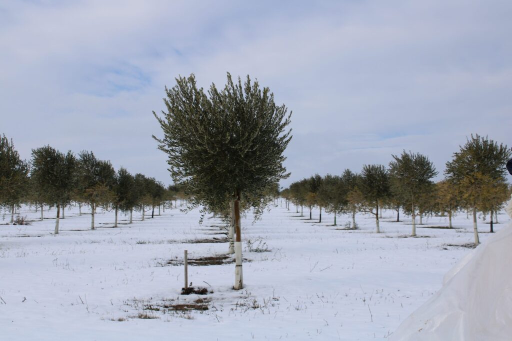 Foto 1 Cuando la tierra se viste de blanco - Noticias Ecológicos Aranda