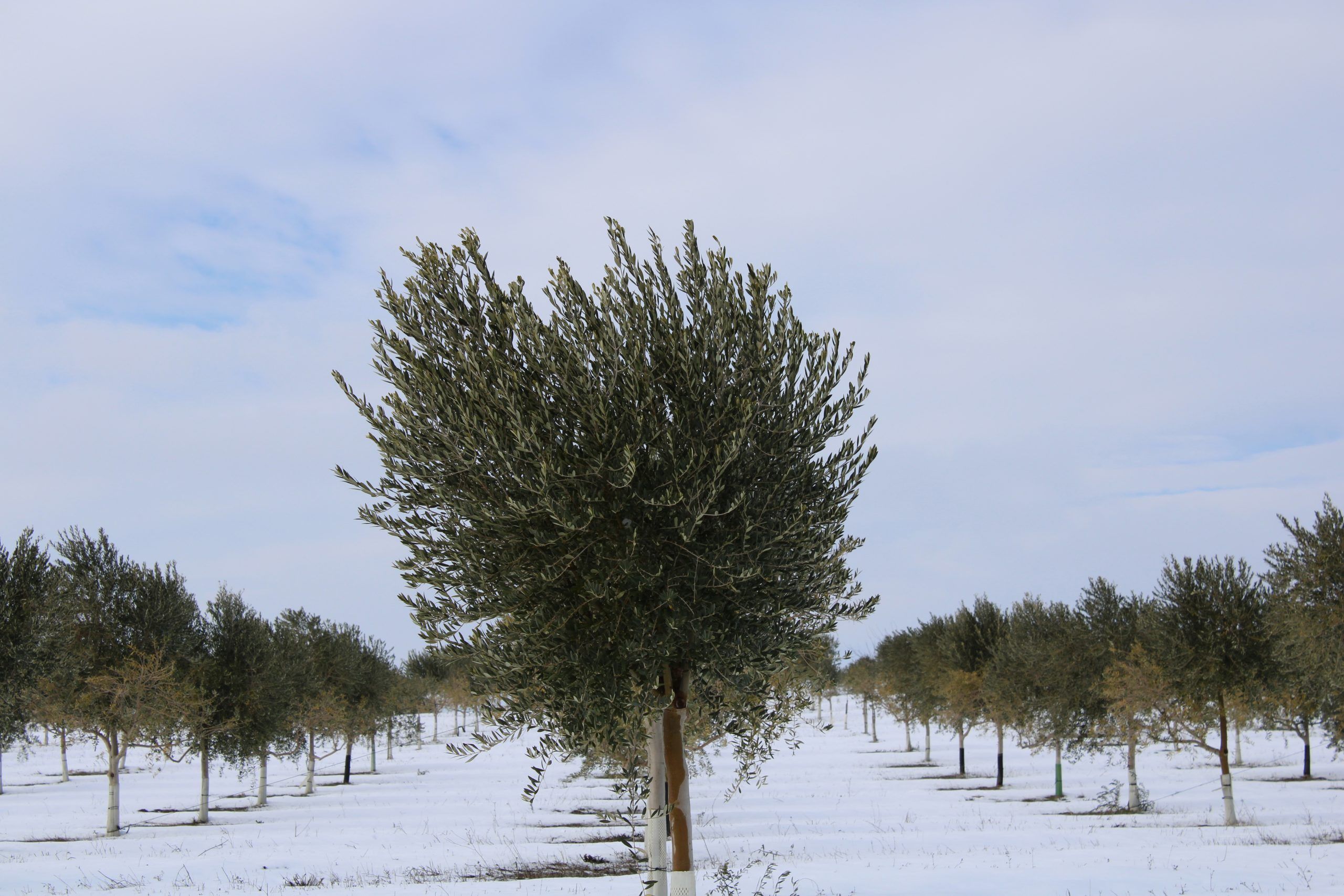 Cabecera Cuando la tierra se viste de blanco - Noticias Ecológicos Aranda