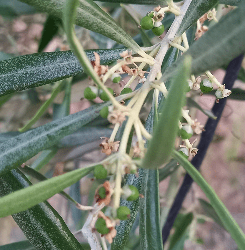 Cabecera Fase de floración y cuajado - Noticias Ecológicos Aranda