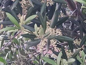 Foto 1 Fase de floración y cuajado - Noticias Ecológicos Aranda