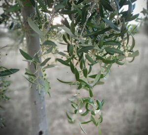 Foto 2 Fase de floración y cuajado - Noticias Ecológicos Aranda
