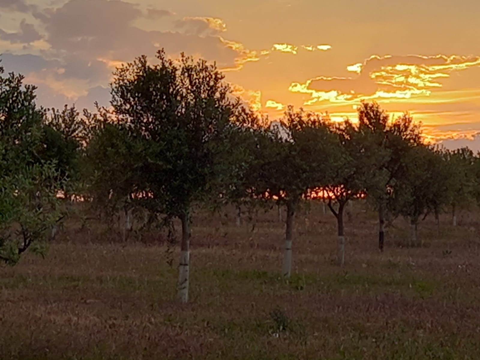 Cabecera Creando Pantanos en nuestro olivar - Noticias Ecológicos Aranda