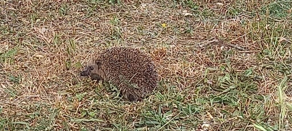 Foto 2 Un erizo en el olivar de Ecológicos Aranda - Ecológicos Aranda