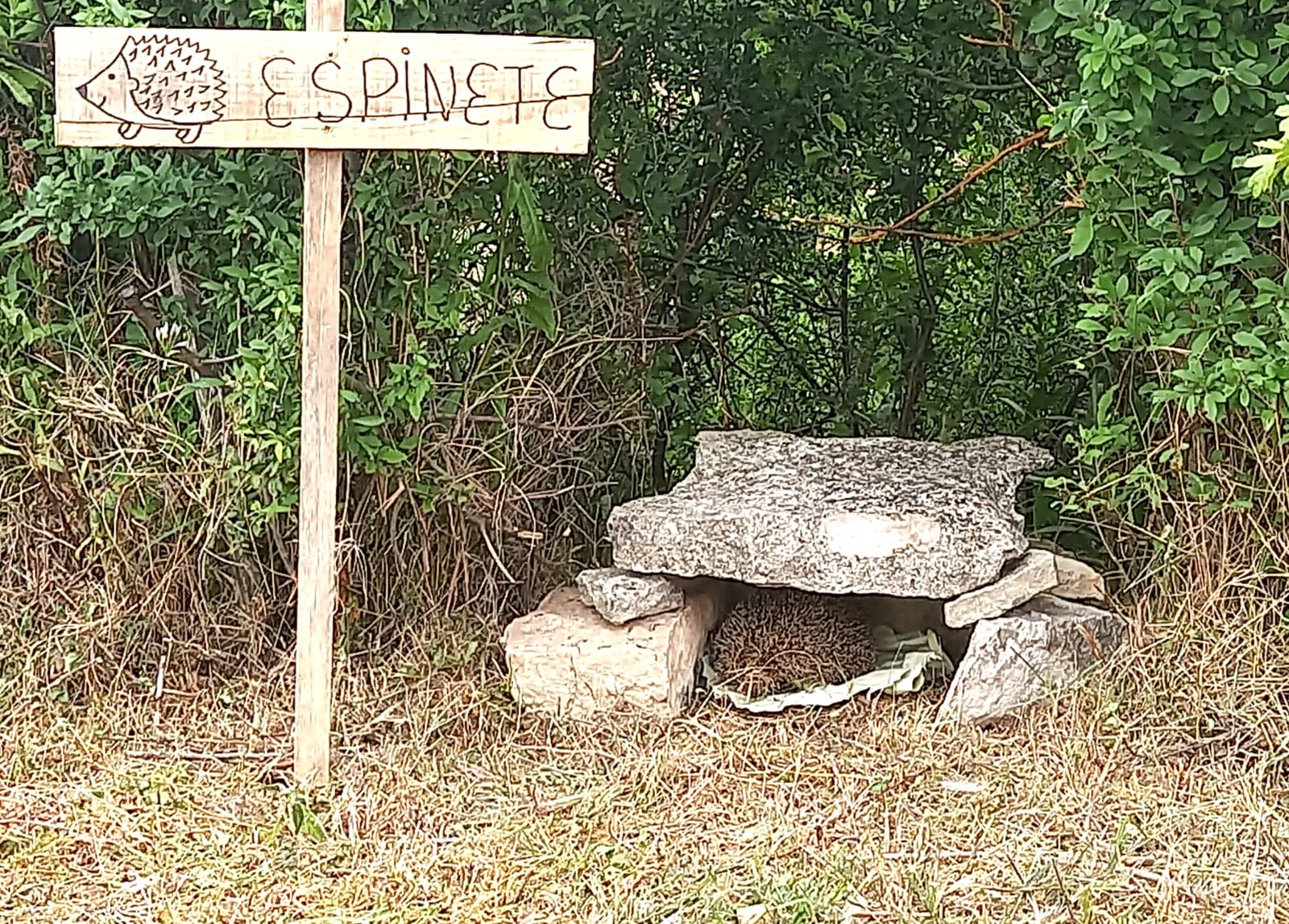 Cabecera Un erizo en el olivar de Ecológicos Aranda - Ecológicos Aranda