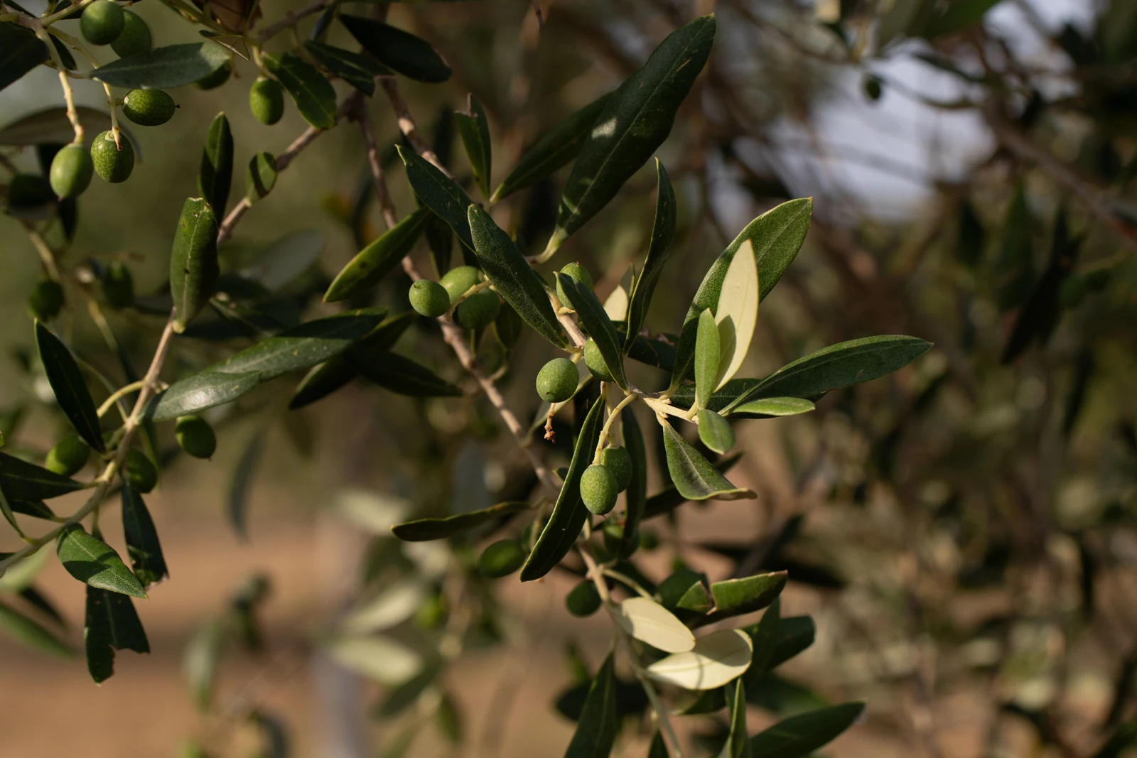 Rama de olivo con aceitunas en la finca de Jesús Aranda.