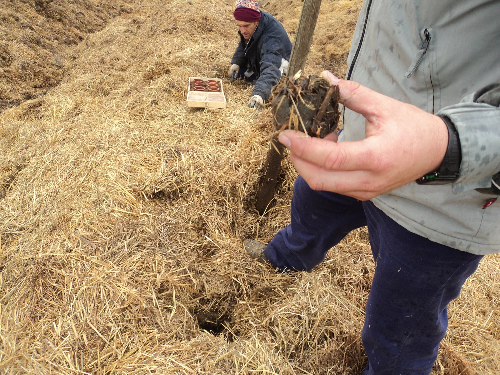 Preparación del compost utilizado en el trabajo del olivar.