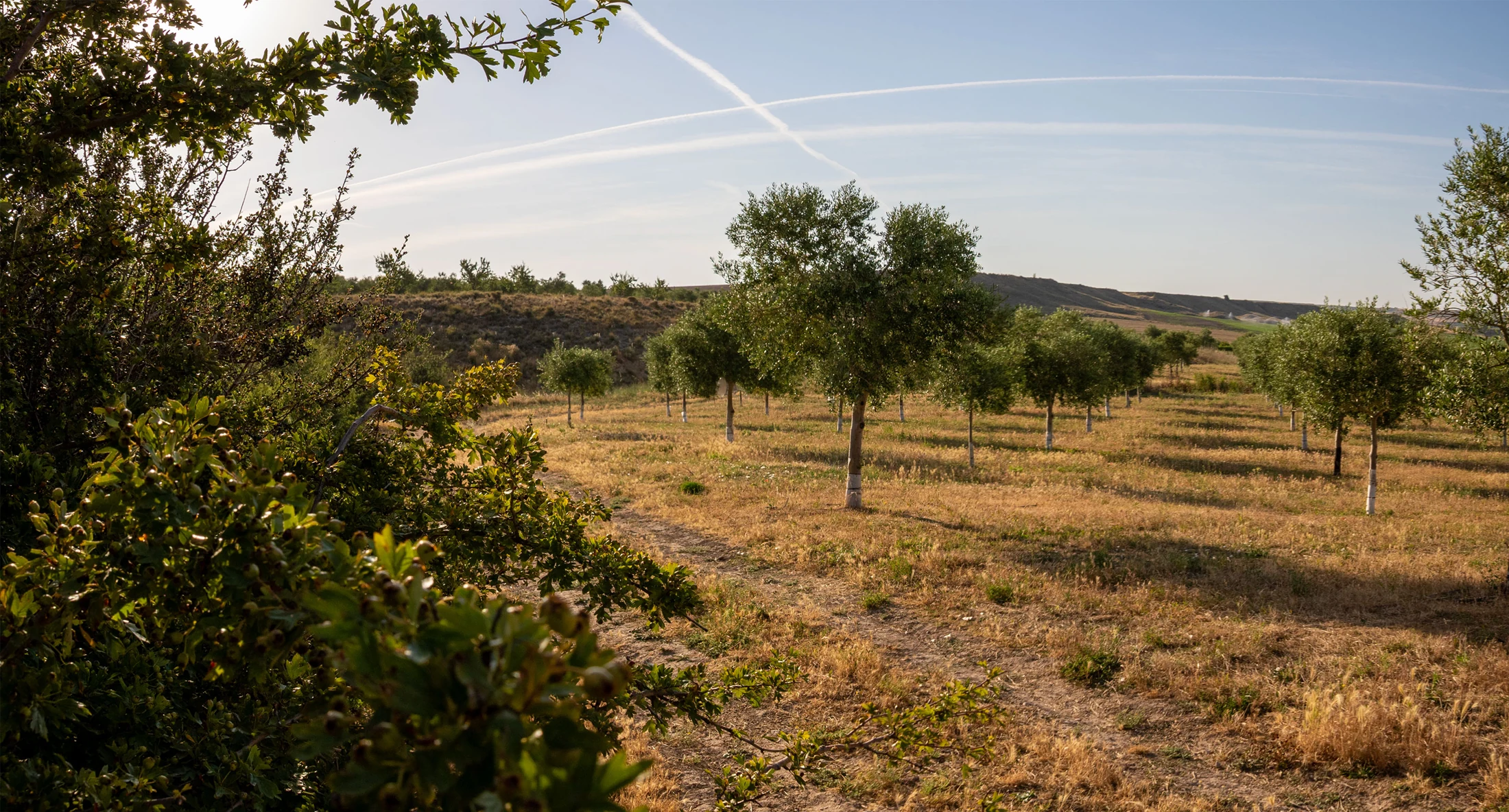 Olivos de la finca Los Royales en Falces, Navarra.