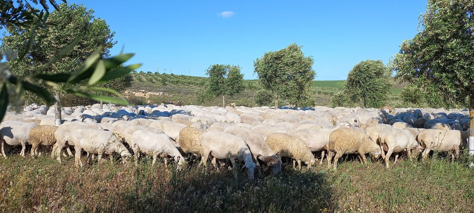 Ovejas pastando entre los olivos y la cubierta vegetal de la finca.